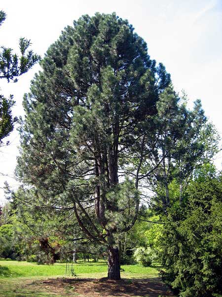 Pinus nigra ssp. pallasiana /Borovice černá/