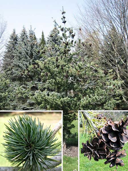Pinus parviflora 'Nizbeth' /Borovice drobnokvětá/