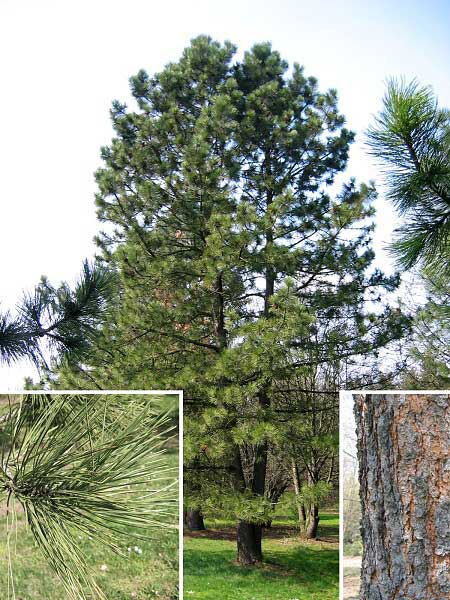 Pinus ponderosa var. scopulorum  /Borovice těžká/