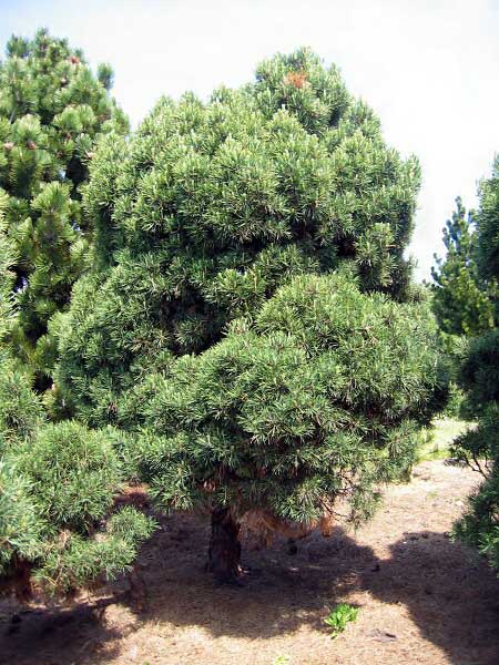 Pinus silvestris 'Viridis Compacta'  /Borovice lesní/
