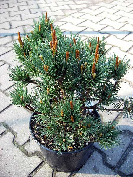 Pinus silvestris 'Watereri' /Borovice lesní/