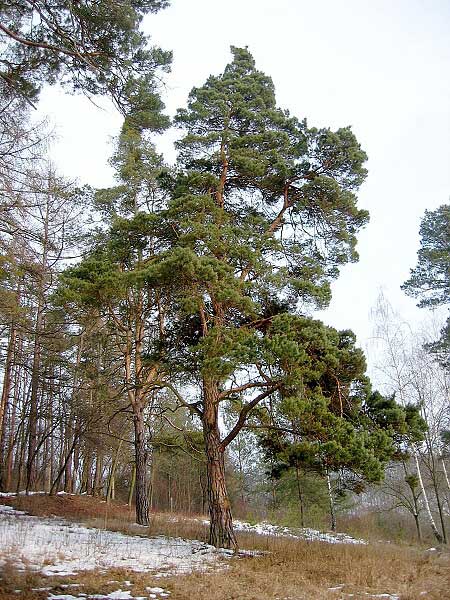 Pinus silvestris  /Borovice lesní/