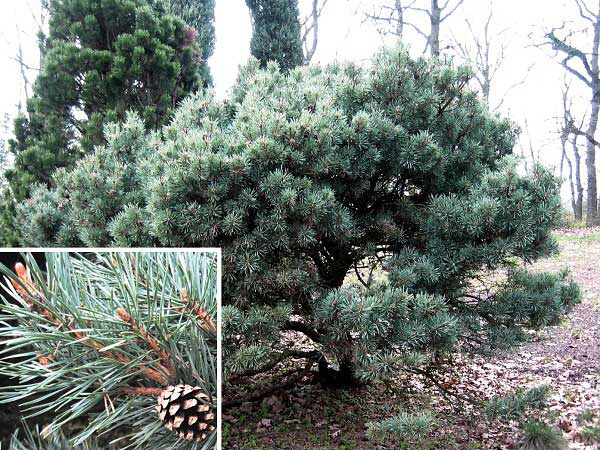 Pinus silvestris 'Nana Hybernica'  /Borovice lesní/