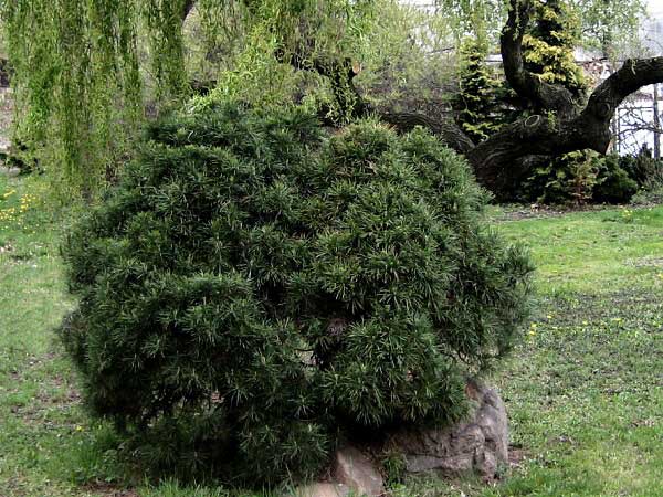 Pinus silvestris ´Viridis Compacta´  /Borovice lesní/