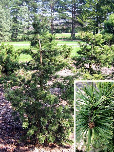 Pinus silvestris var. lapponica  /Borovice lesní/