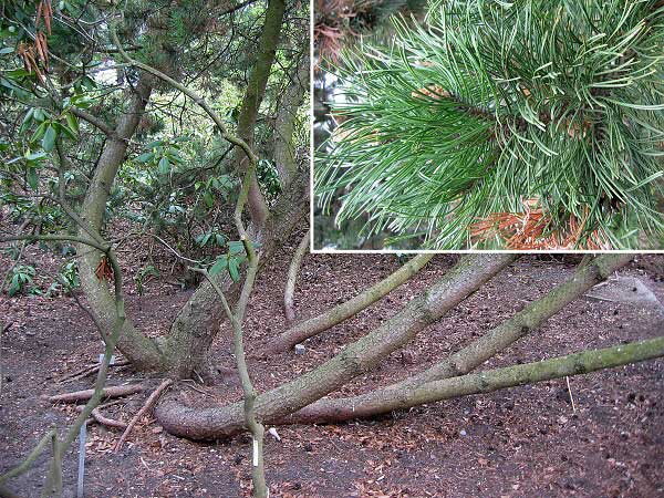 Pinus uncinata  /Borovice blatka/