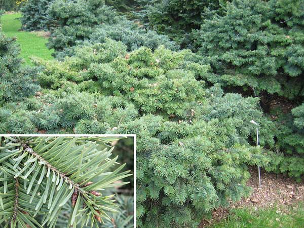 Pseudotsuga menziesii 'Fletcheri' /Douglaska Menziesova/