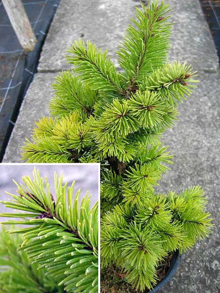 Pseudotsuga menziesii 'Panen Hoef ' /Douglaska Menziesova/