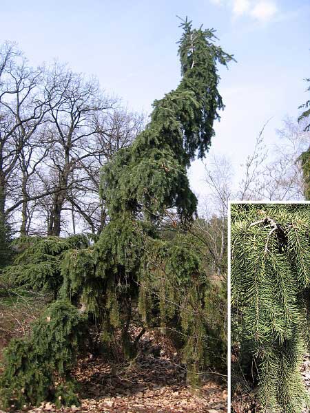 Pseudotsuga menziesii 'Glauca Pendula'  /Douglaska Menziesova/