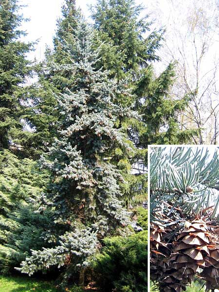 Pseudotsuga menziesii 'Moerheimii'  /Douglaska Menziesova/