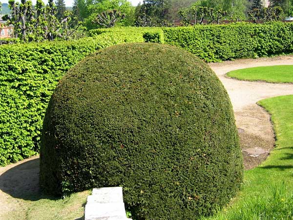 Taxus baccata /Tis červený/