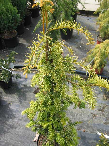 Taxus baccata 'Dovastonii Aurea' /Tis červený/