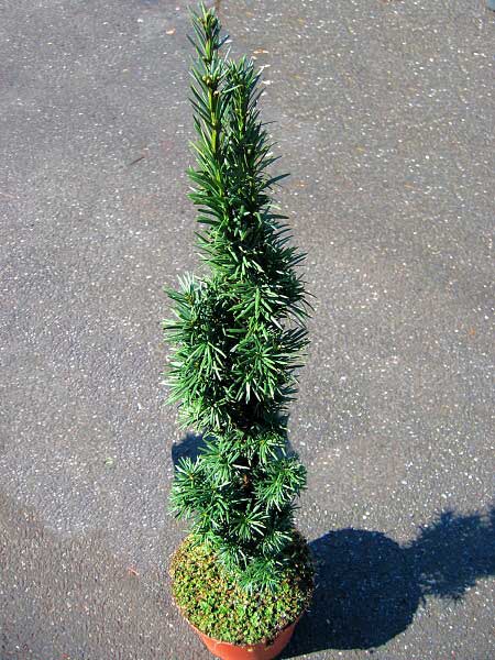 Taxus baccata 'Fastigiata Robusta'  /Tis červený/