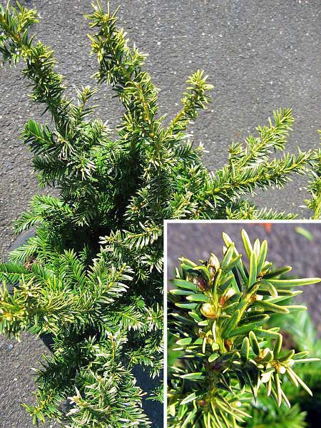 Taxus baccata 'Goud Elsje'  /Tis červený/