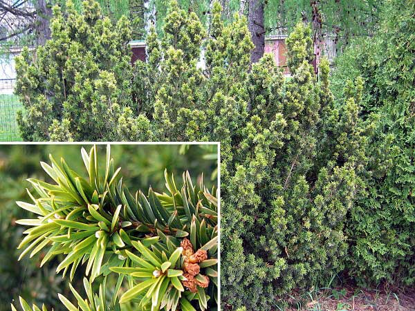 Taxus baccata 'Semperaurea' /Tis červený/