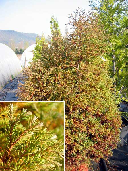 Thuja occidentalis 'Ericoides' /Zerav západní/