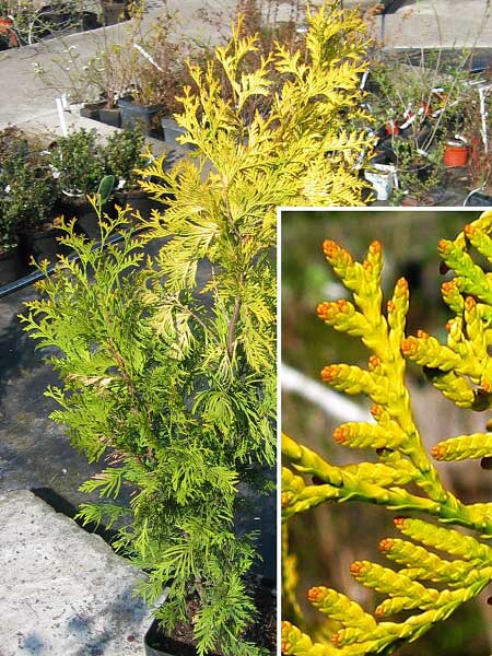 Thuja occidentalis 'Europagold'  /Zerav západní/