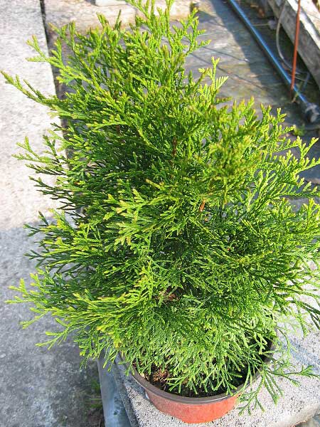 Thuja occidentalis 'Smaragd'  /Zerav západní/