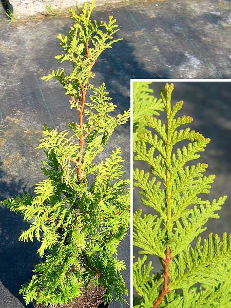 Thuja occidentalis 'Spiralis'  /Zerav západní/