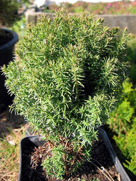 Thuja occidentalis 'Teddy'  /Zerav západní/