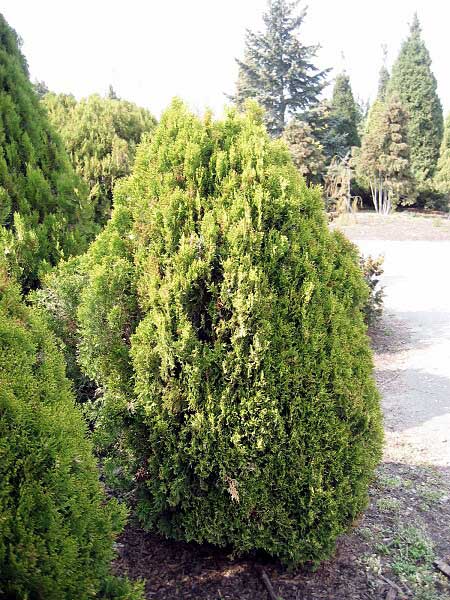 Thuja orientalis 'Aurea Pygmaea' /Zerav východní/