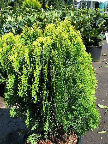 Thuja orientalis 'Aurea Nana'  /Zerav východní/