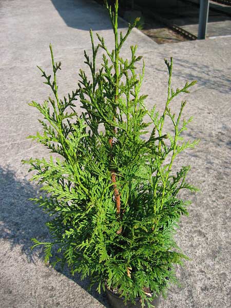 Thuja plicata 'Gel Der Land'  /Zerav obrovský/