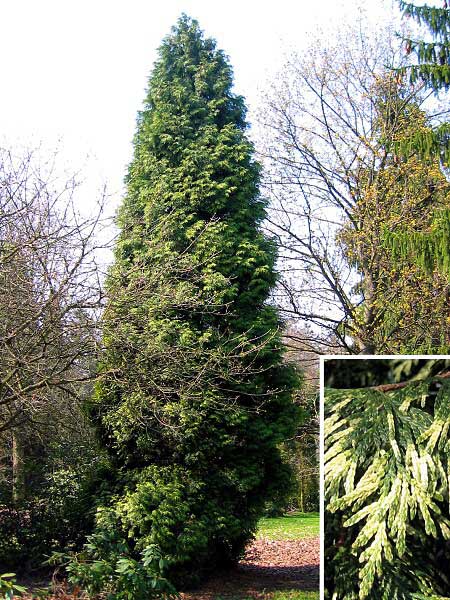 Thuja plicata 'Elegans' /Zerav obrovský/