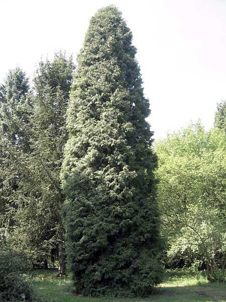 Thuja occidentalis  /Zerav západní/