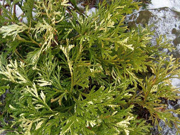 Thujopsis dolabrata  'Variegata'  /Zeravinec japonský/