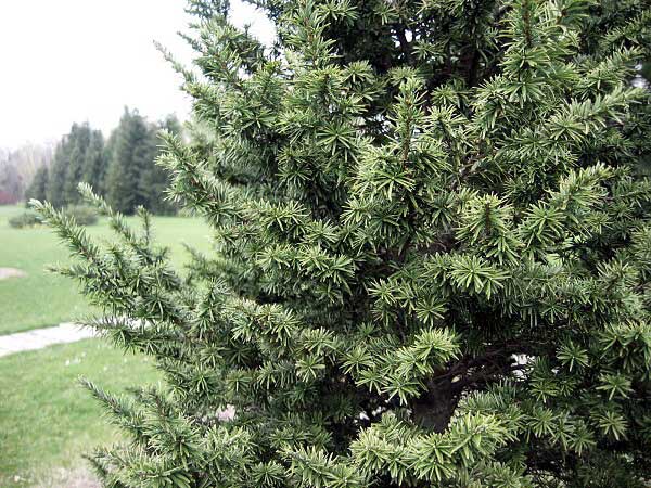 Tsuga canadensis 'Atrovirens' /Jedlovec kanadský/