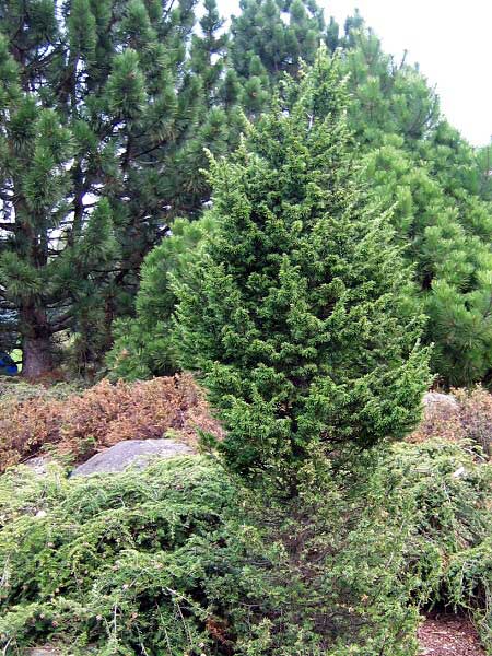 Tsuga canadensis 'Atrovirens' /Jedlovec kanadský/