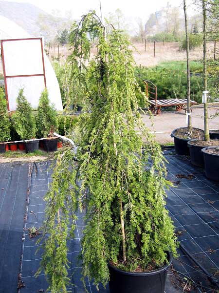 Tsuga canadensis 'Pendula'  /Jedlovec kanadský/