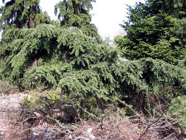 Tsuga canadensis 'Fantana'  /Jedlovec kanadský/