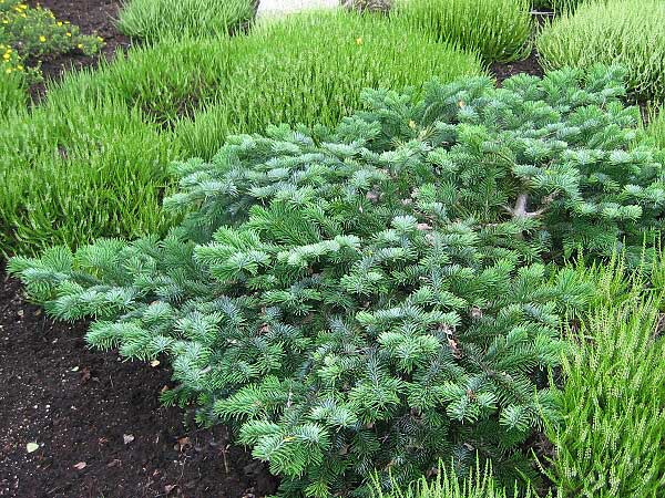 Abies amabilis 'Spreading Star' /Jedle líbezná/