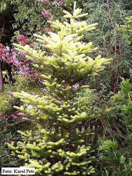 Abies concolor 'Aurea'  /Jedle stejnobarvá/