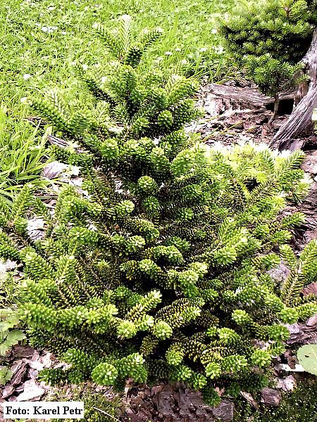 Abies koreana 'Oberon' /Jedle korejská/