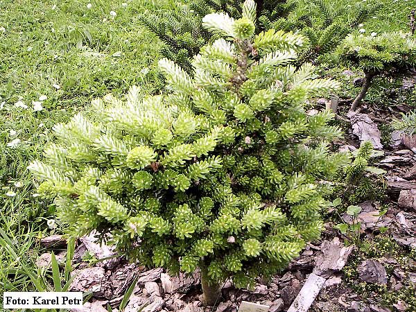 Abies koreana 'SIilber Zwerg' /Jedle korejská/