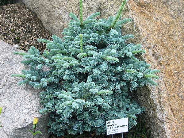 Abies procera 'Decumbens Nana'  /Jedle stříbrná/