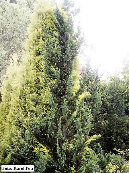 Chamaecyparis lawsoniana 'Wiseli' /Cypřišek Lawsonův/