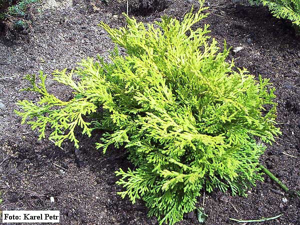 Chamaecyparis obtusa 'Bronze Pygmy' /Cypřišek tupolistý/