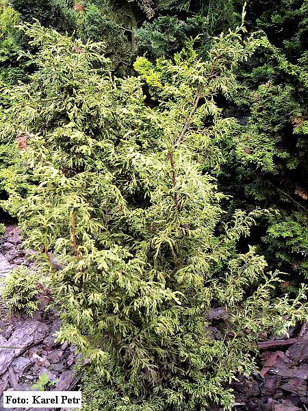 Chamaecyparis obtusa 'Mariesii'  /Cypřišek tupolistý/