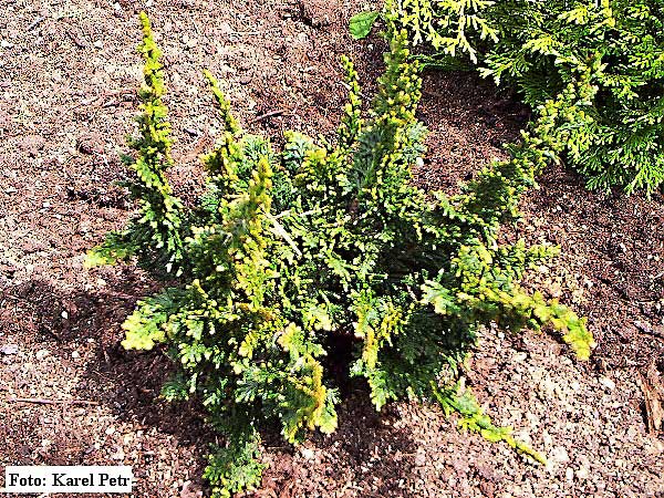 Chamaecyparis obtusa 'Teddy Bear'  /Cypřišek tupolistý/