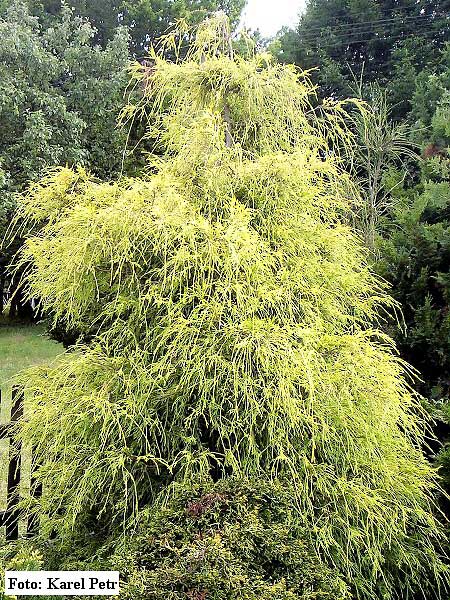 Chamaecyparis pisifera 'Filifera Aurea'  /Cypřišek hrachonosný/