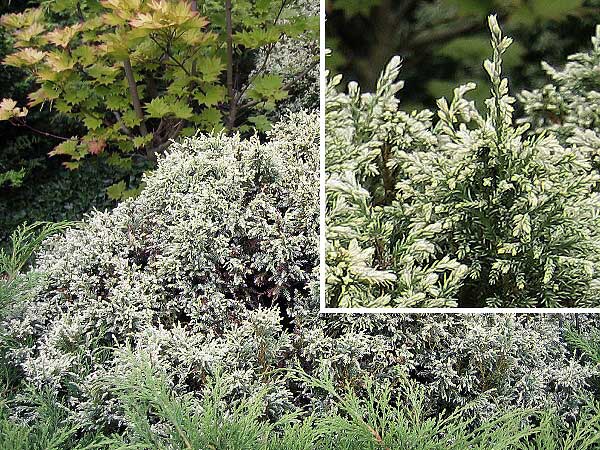 Chamaecyparis pisifera 'Plumosa Flavescens'  /Cypřišek hrachonosný/