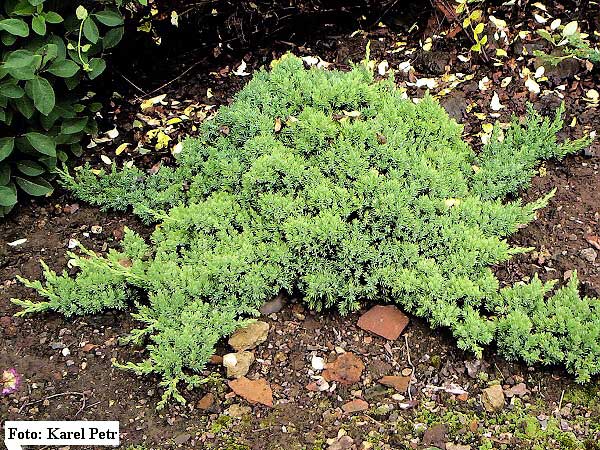 Juniperus chinensis 'San José' /Jalovec čínský/