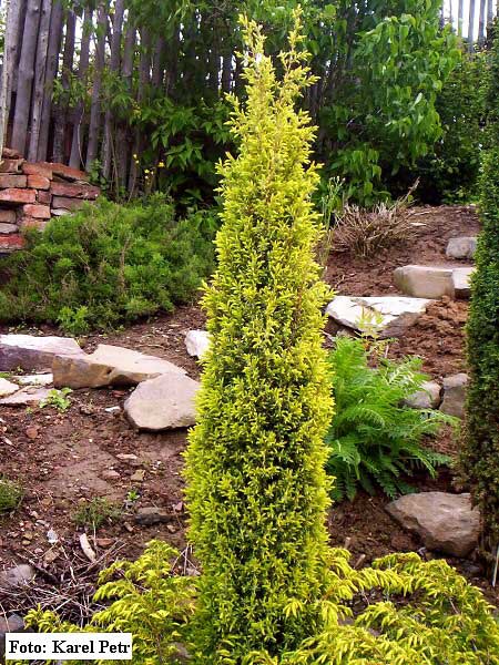 Juniperus communis 'Gold Coine'  /Jalovec obecný/