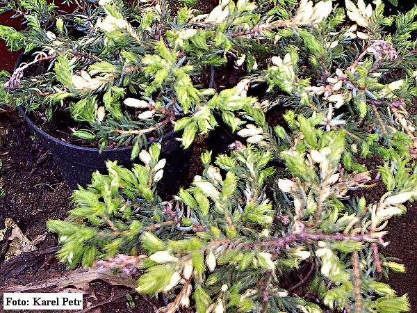 Juniperus communis 'Spoty Spede'  /Jalovec obecný/