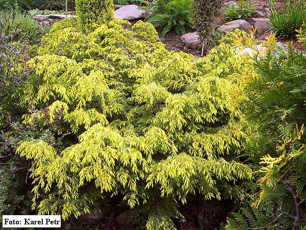 Juniperus communis 'Tatra'  /Jalovec obecný/