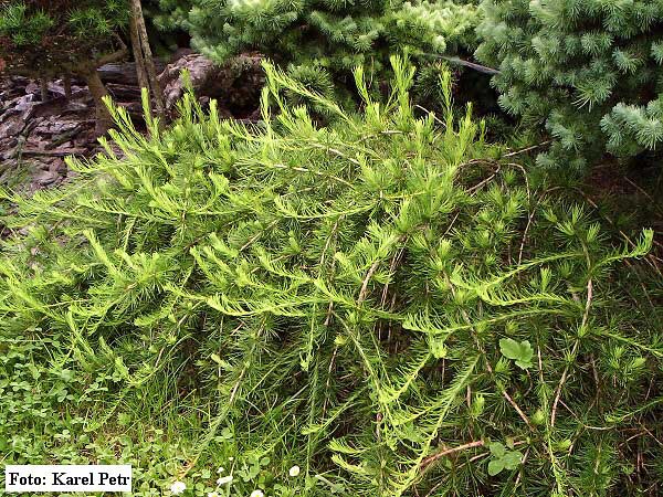 Larix decidua 'Repens' /Modřin opadavý/